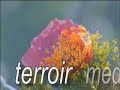 VITICULTURE : Sieur d\ VITICULTURE : Sieur d\