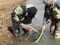 Steelhead caught Flyfishing on 18 Mile Creek