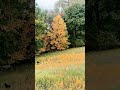 Pievos - Lapai rudenį