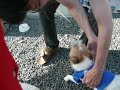 Yokosan 犬と戯れる