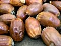 Acorns As Survival Food