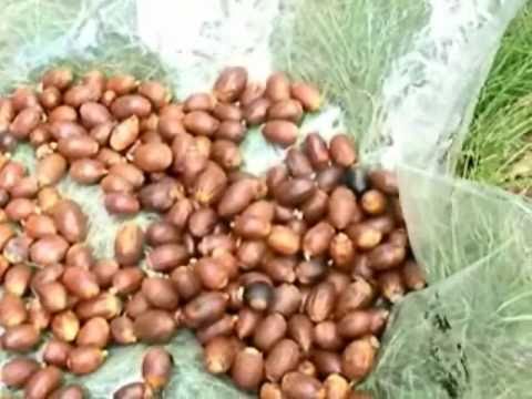 how to harvest acorns