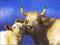 FUNNIEST ANIMALS YET or EVER.....Awww..