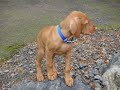 Fenway Bark\