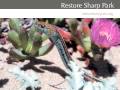 Restore Sharp Park.m4v