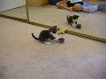 Cute Kitten Playing With Ball And Then Get Confused By The Mirror Funny