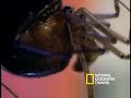 Deadly Mates: Black Widow Spider Deadly Mates: Black Widow Spider