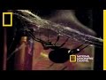 Deadly Mates: Black Widow Spider