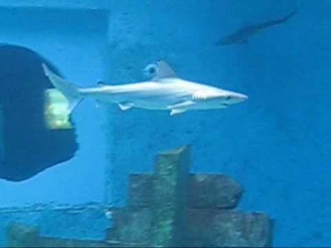 Aquarium Arecibo Lighthouse