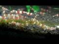 videos de RED BEE SHRIMP 20081203