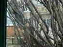 birdy 2kone birdy 2kone
