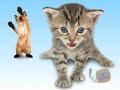 kitty singing kitty singing
