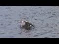 Video processing YouTube Thumbnail