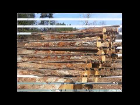how to cure oak logs