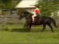 Level 2 freestyle task 6 canter leads