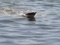 Slow motion Riva Ariston 7 frames per sec