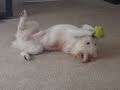 Trunks playing with his ball.