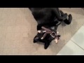 Argus and his new monkey