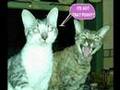 FYNNY CATS