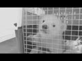 Orphaned polar bear cub settles in at new home ...