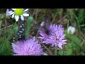 Video Into the Nature La Danza della Natura  Bonne Soir�e  Votre amie chaton