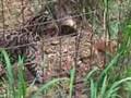 OCELOT FUR BALL VERY FUNNY!