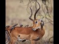 There are some AMAZING pictures of Animals, Insects and miscellaneous Stunning pictures of predators in the process of catching prey...they are works of art ENJOY...Thank you..