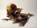 Unknown Creatures (scientists found never before seen creatures)