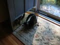 Funny Reflection Cat 2
