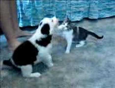 Lolly kitty attacks Pisces pup while ...