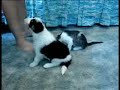 Lolly kitty attacks Pisces pup while being clicker trained.
