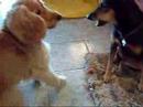 Budinho e Tina