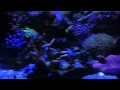 Nighttime on the reef