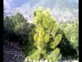 Peer sohawa Peer sohawa