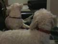 Shelby and Dixie Chair tussle