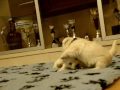 westie 30 zile