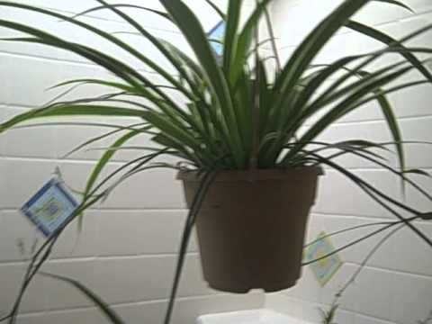 how to replant baby spider plants