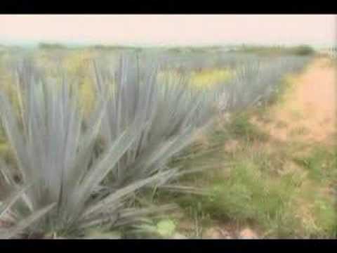 La miel de agave 0 La miel de agave