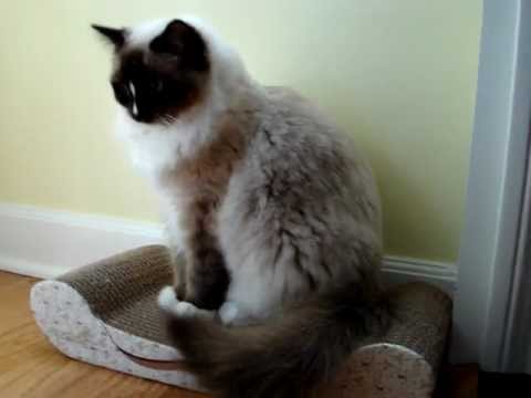 0 Imperial Cat Lounge