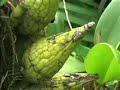 El Salvador, una belleza escondida 2