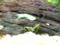 Guppies