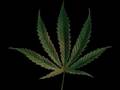 7 plante