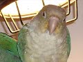 Nila Pineapple Turquoise Green Cheek Conure Nila Pineapple Turquoise Green Cheek Conure