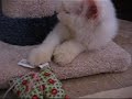 Nazzy the Cat Nazzy the Cat