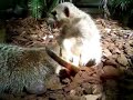 Sleepy Meercat