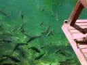 BONITO � UM SHOW