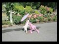 PUG PUSHES STROLLER-PORTLAND OREGON
