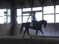 Horse for sale - Frodo