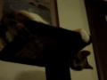 Kitty