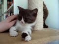 british shorthair babies 3 british shorthair babies 3